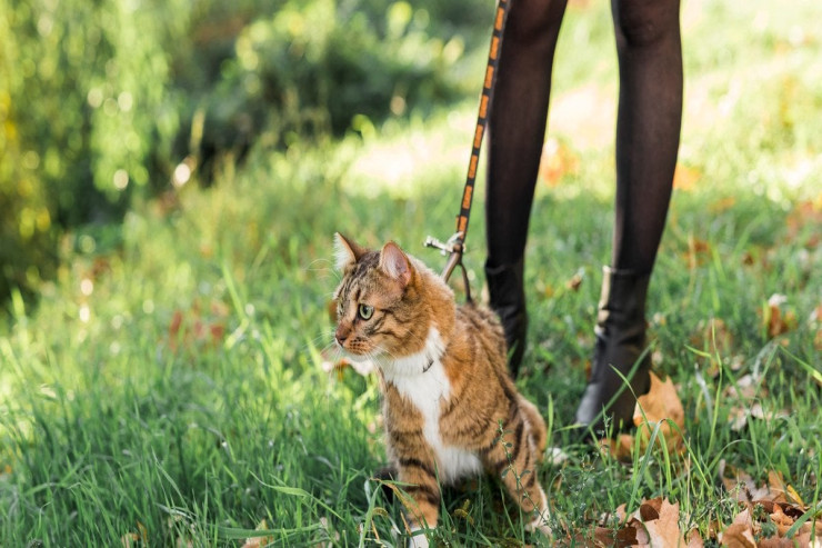 Pişiyə xalta  taxıb gəzdirmək olar?  - Mütəxəssislər bilinməyənləri açıqladı