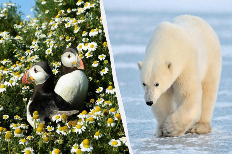 Vəhşi təbiət və maraqlı heyvanlarla qarşılaşa biləcəyiniz ÖLKƏLƏR 