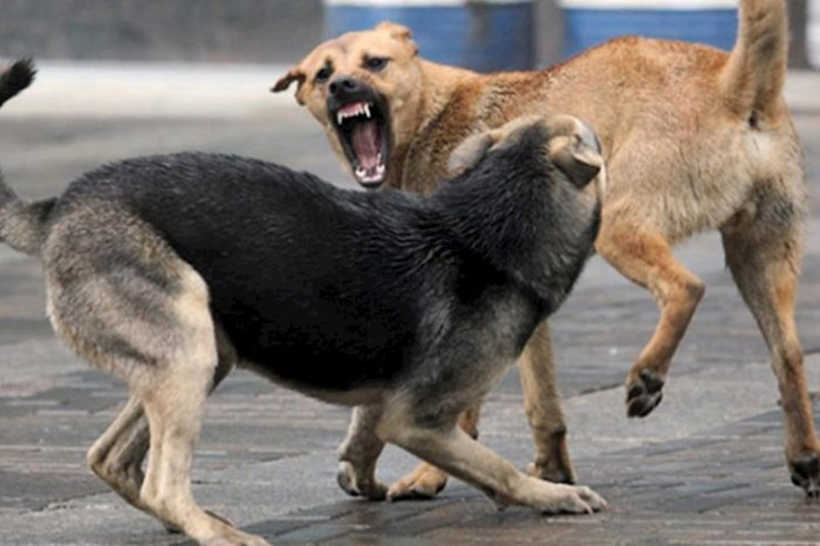 Küçə itlərindən qaçan qadını maşın vurub öldürdü 