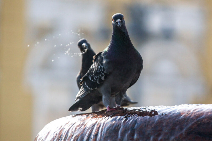 Polis göyərçini   saxladı - SƏBƏB
