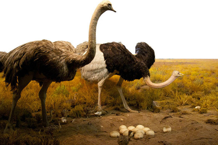 Bu ölkədə 400 dəvəquşu  öldürüləcək