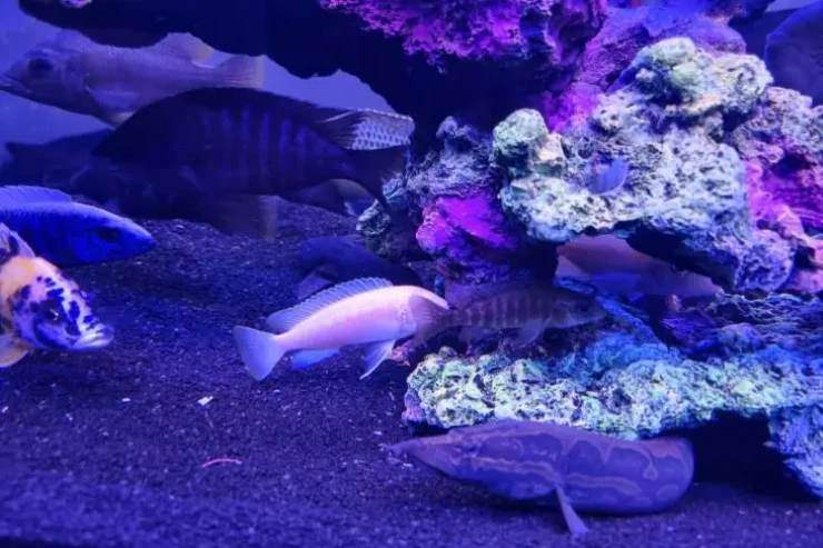 Hansı rekordu qırmaq mümkün deyil? - Cəhdlər ölümlə başa çatır 