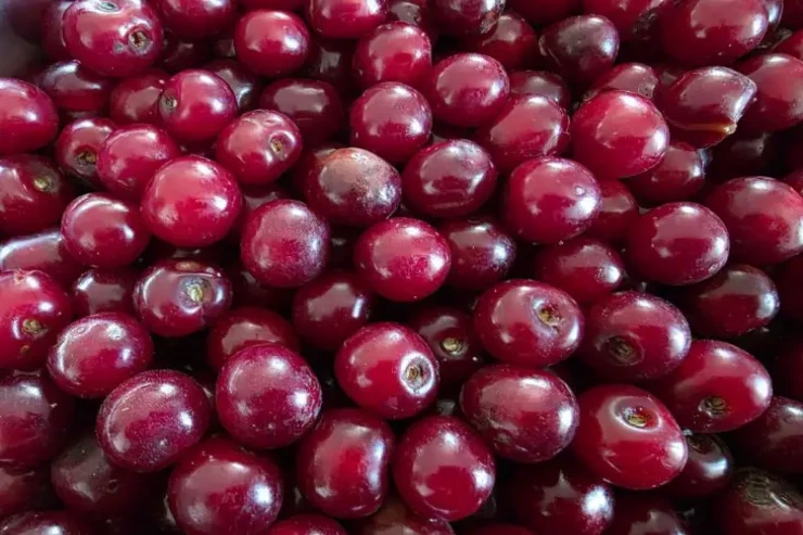 Gördüklərinizə inanmayacaqsınız - Dünyanın ən qəribə rekordları 