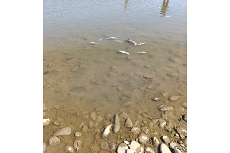 Kürdə balıqlar məhv oldu,  araşdırma başladı