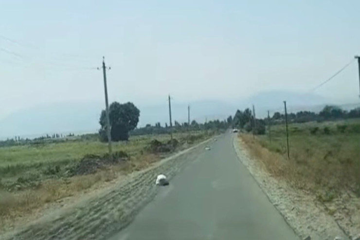 Yola günabaxan tumları yığan məsuliyyətə cəlb edildi