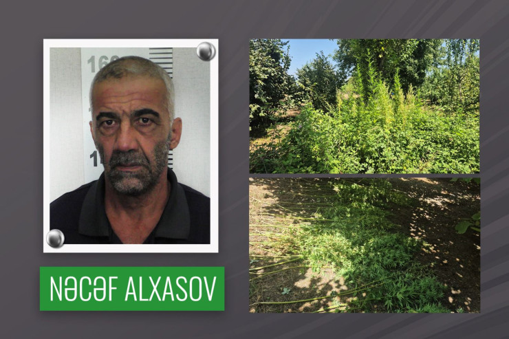 Qəbələdə fındıq bağında narkoplantasiya aşkarlandı 