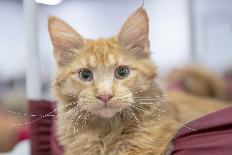 Çoxlu "miyoldayan"  pişiyin sahibəsi cərimələndi