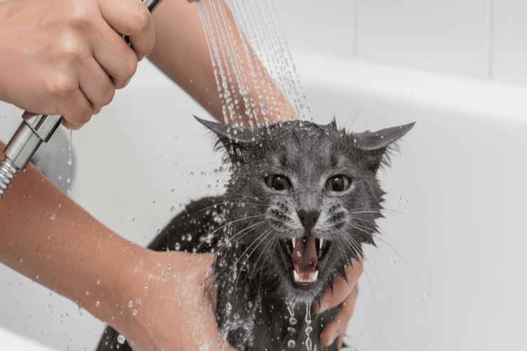 Niyə pişiklər suyu sevmir? – alimlər səbəbini açıqladı 