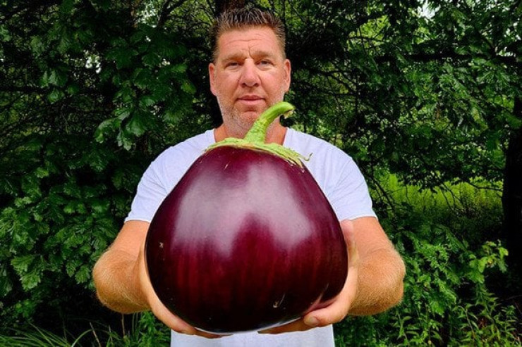 Dünyanın ən böyük badımcanını  yetişdirdi - Çəkisi heyrətamizdir