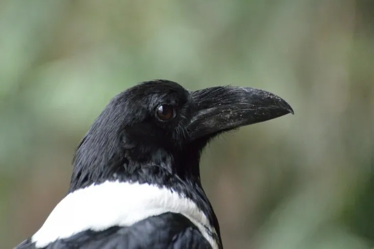 Qarğalar insan üzünü  tanıyır və illərlə kin saxlayırlar 