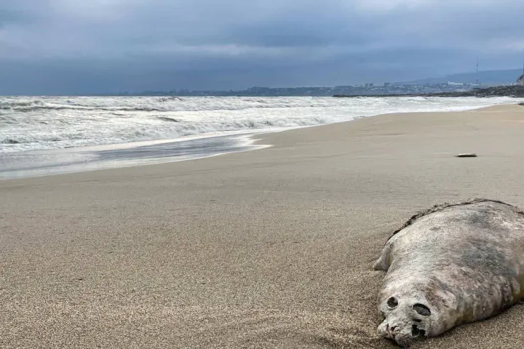 Xəzərdə 320-dən çox ölü suiti   tapıldı