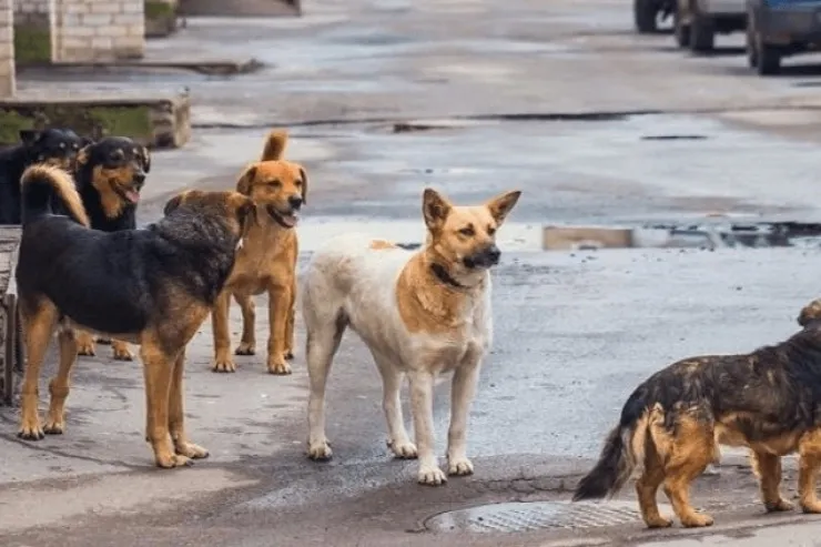 İtlər qıza hücum etdiyi üçün deputat saxlanıldı 