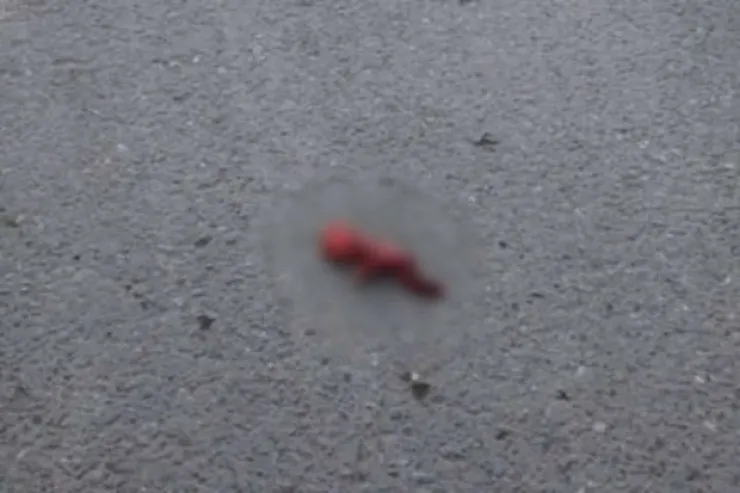 Bakıda xəstəxananın həyətindən döl TAPILDI 