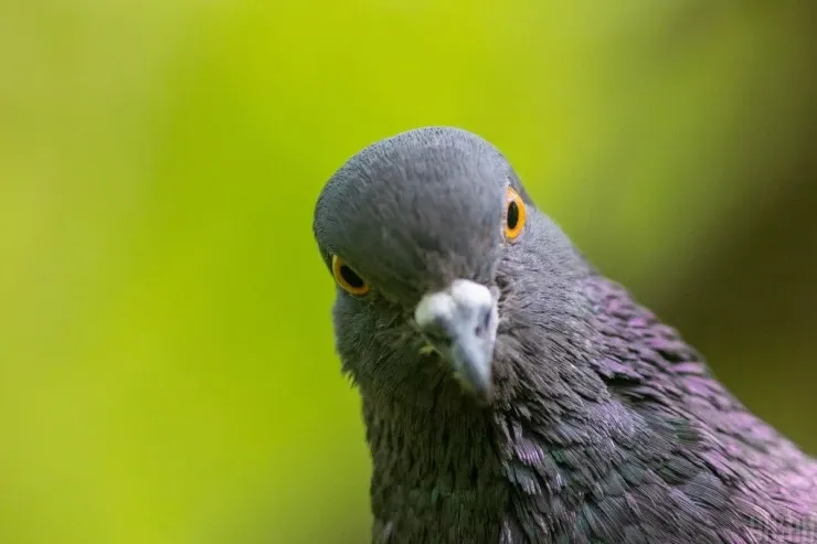 Göyərçin hara uçacağını  necə bilir? - Quşun daxili qulağında “kompas”  tapıldı