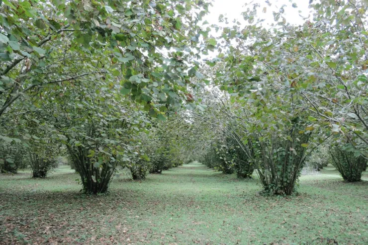 Zaqatalada kişi fındıq üstündə  qardaşı arvadını dırmıqla   yaraladı
