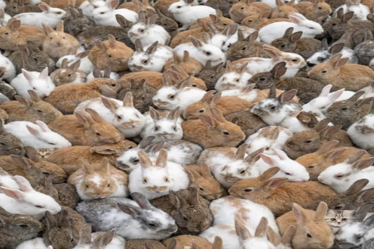 Hər kəs dovşanları görür,  amma 12 saniyədə 3 pişik tapmalısınız:  inanılmaz TAPMACA 