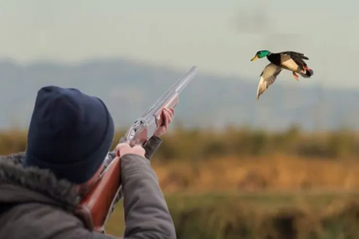 Şabranda qanunsuz ov edən  şəxs saxlanıldı