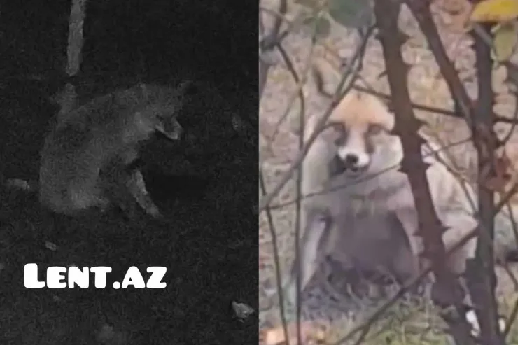 Zaqatala şəhərində yırtıcı heyvanlar evlərə hücum etdi - VİDEO 