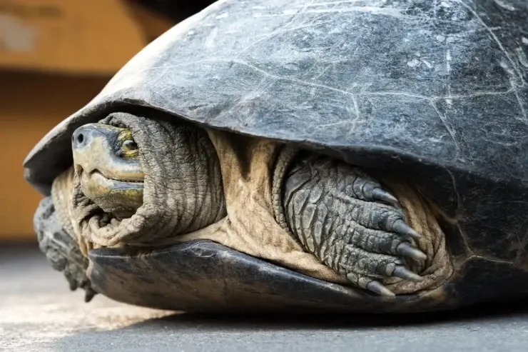 Tısbağalarlarla bağlı MARAQLI MƏLUMATLAR 