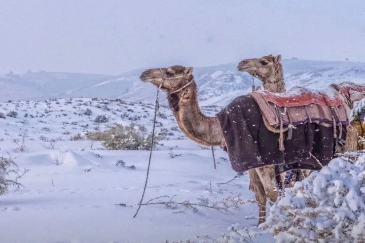 Ərəbistan səhrasına qar yağdı 