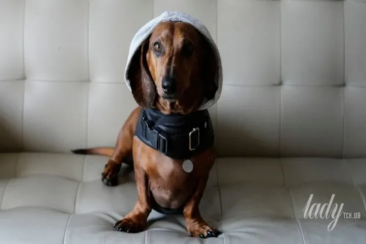 Ən çətin xasiyyətli 5 it cinsi 