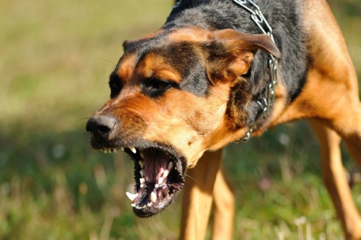 Qubada 3 nəfər itlərin hücumuna məruz qaldı  - VİDEO - YENİLƏNİB 