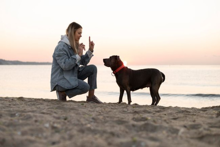 Niyə itiniz sizi dinləmir,  onu necə düzəltmək olar: hər kəsin etdiyi əsas səhvlər 