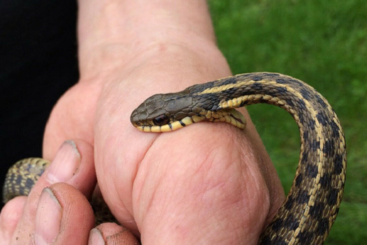 Tərtərdə 40 yaşlı kişini ilan sancdı:  Bakıya göndərildi