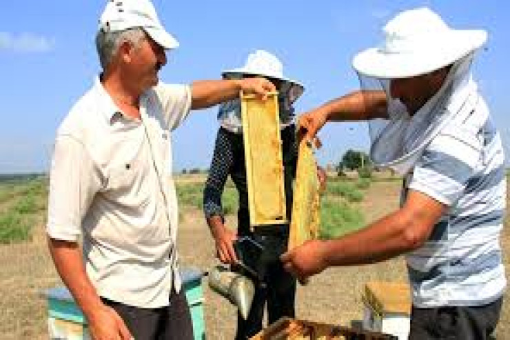 Hava şəraiti arıçıları ziyana salıb -VİDEO 