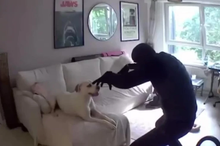 Oğru evi "təmizlədi", it onunla  dostlaşdı   -  VİDEO  