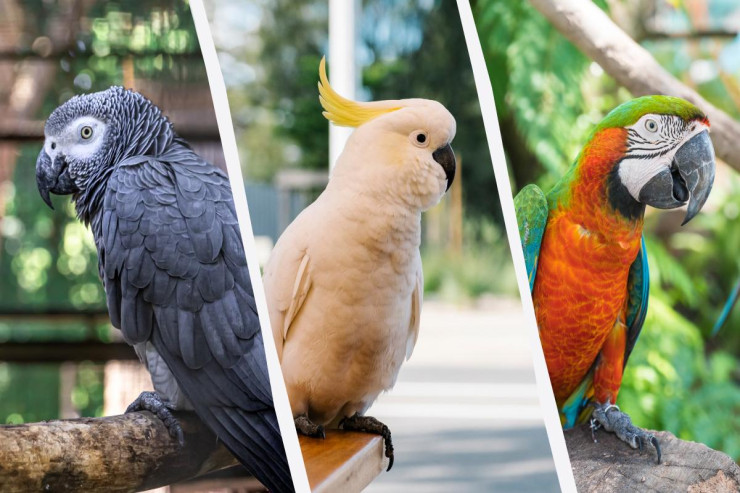 Papuqaylar  insan kimi düşünə   bilərlərmi?