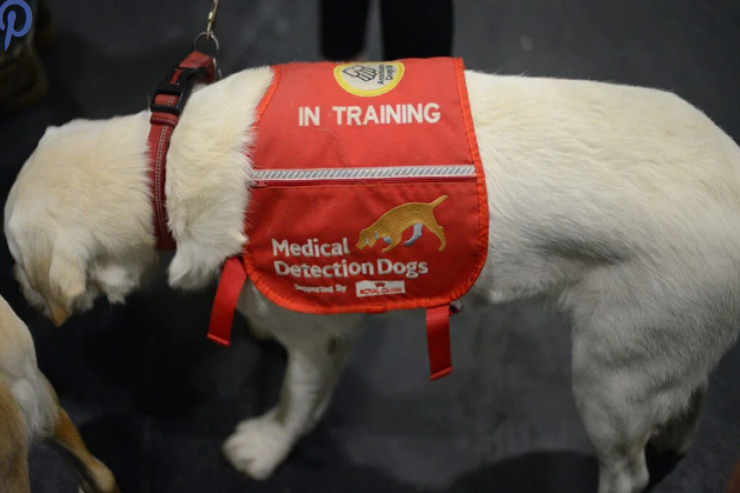 İtlər həyat xilas edir:  Dörd ayaqlılar insanlarda xərçəngi  necə tanıya bilər