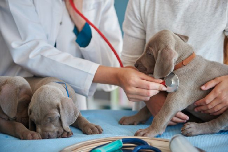 Yayda pişik və itlərdə ən çox rast gəlinən dəri xəstəlikləri 