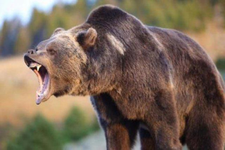 Ayı evə girib 81 yaşlı qadını parçaladı 