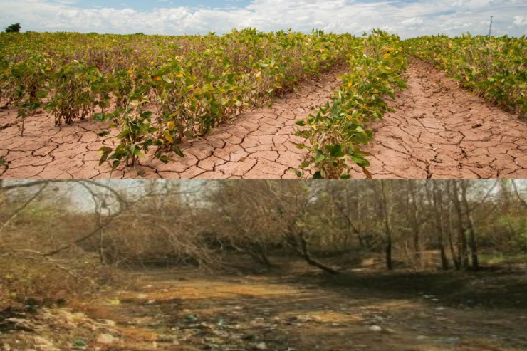 Tək ümidləri yağışa qalıb:  İmişlidə pambıq sahələri və bostanlar SUSUZLUQDAN YANIR 
