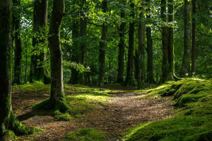 Azərbaycanda yeni milli parklar  yaradıldı - SƏRƏNCAM 