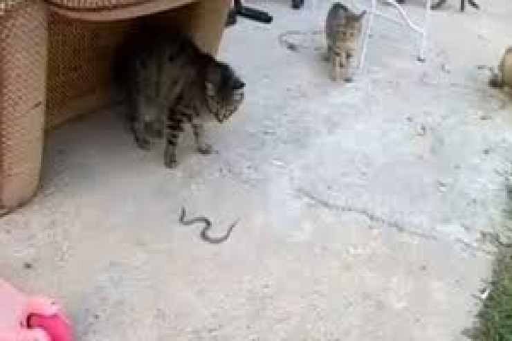 Bala  ilanla oynayan   pişiklər - VİDEO 