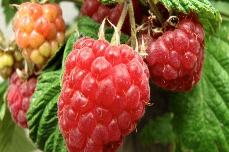 Hansı moruğu qətiyyən almamalısınız 