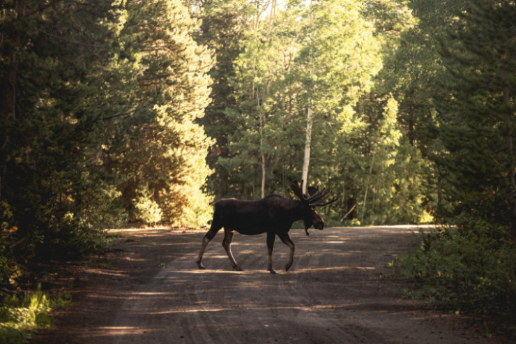 Motosiklet maralı vurdu,  sürücü və sərnişini öldü