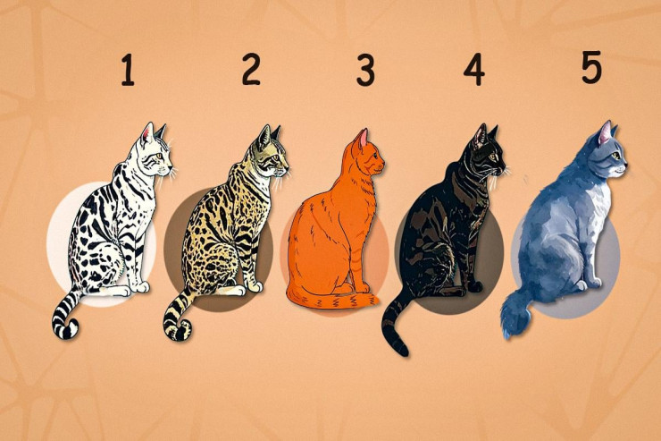 Həyat dəyərlərinin "pişik" TESTİ:  ailəlilər hansı pişiyi  seçirlər