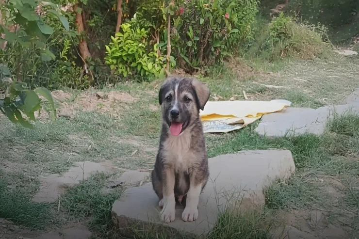 Bu küçük 67 nəfəri faciədən xilas etdi  - İnanılmaz  hekayə   -  VİDEO 