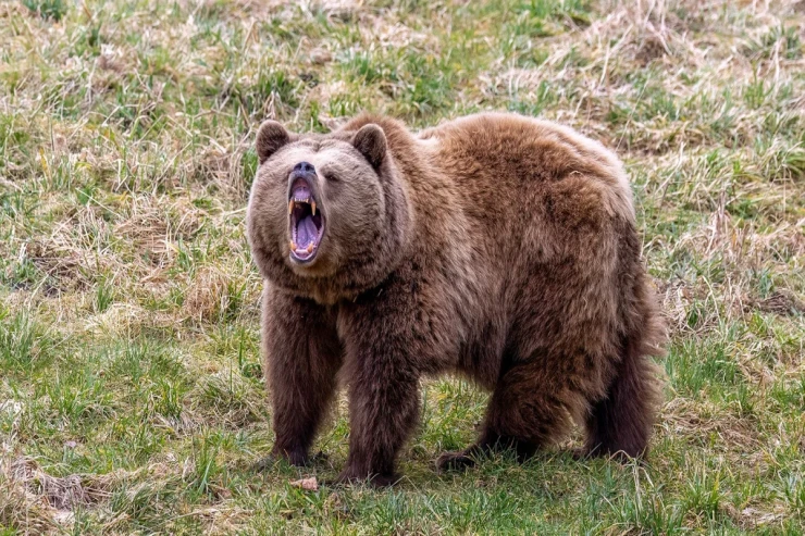 Ayı qəzet paylayanı parçaladı 