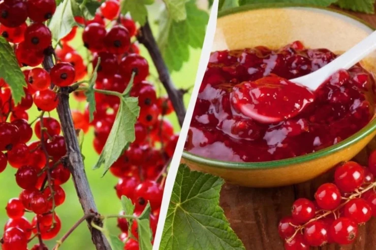 Qırmızı qarağatdan mürəbbə sirləri: RESEPT 