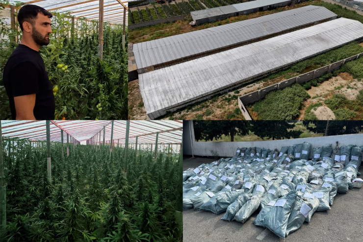 "Parnik"də pomidor yerinə narkotik  əkmişdi - Maştağada ƏMƏLİYYAT - VİDEO 