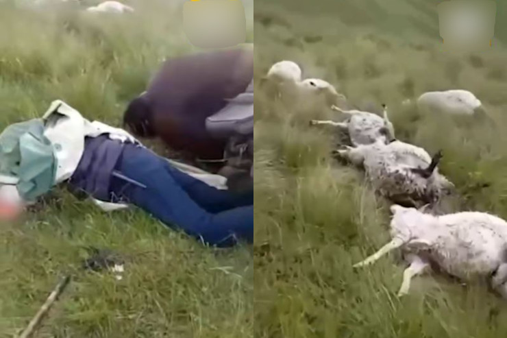 Çobanı və bütün sürünü ildırım vurub öldürdü  - VİDEO 