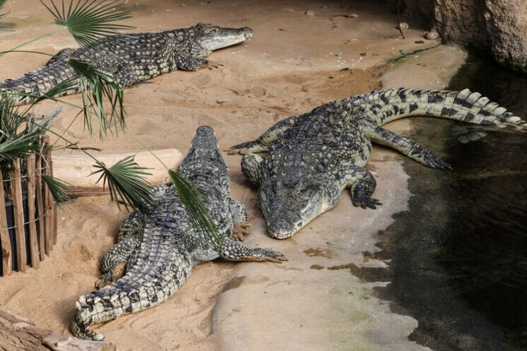Timsahlar valideynlərin gözü önündə uşağı parçaladı 