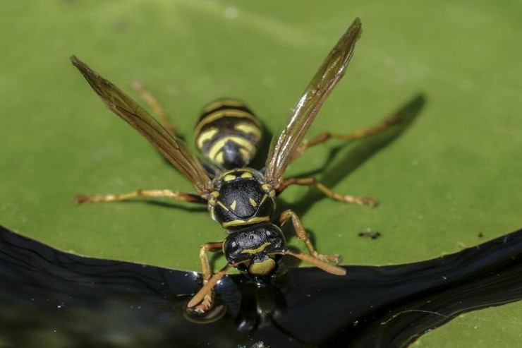 60-dan çox eşşək arısı 2 yaşlı uşağı öldürdü 