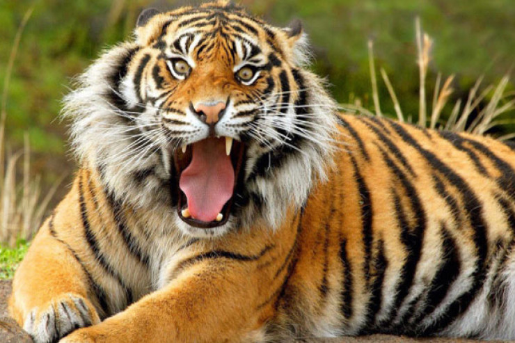 Pələnglər 2 saata 3 nəfəri parçaladı 