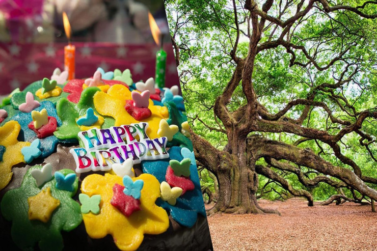 Doğum ayınıza görə  hansı ağacsınız   - Bu nəyi simvollaşdırır? 