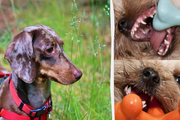 "Akula dişləri" olan 5 it cinsi 